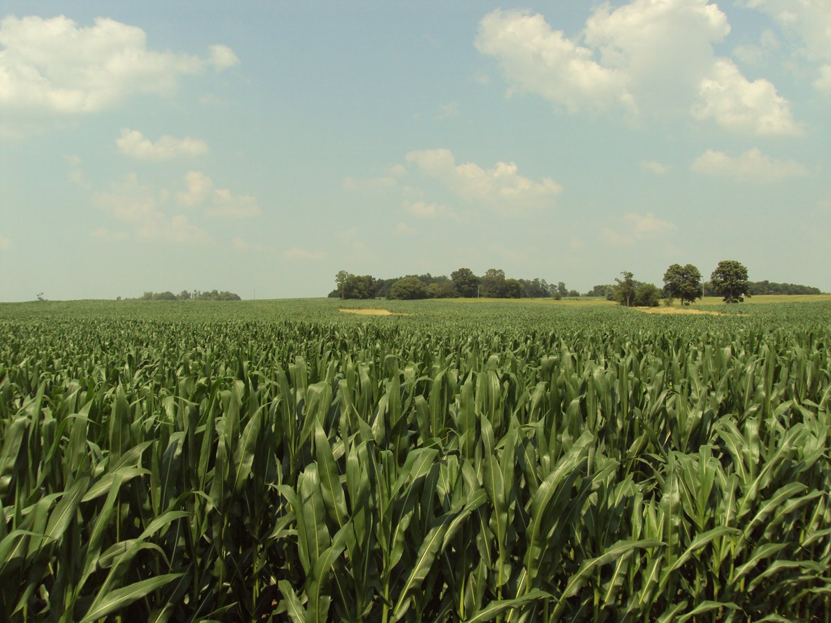Property photo 36 - 160 Acres Offered in 6 Tracts